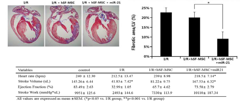 miRNA-21이 주입된 중간엽 줄기세포에 의한 심장재생 강화