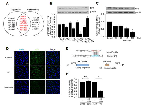 miRNA-146a에 의한 중간엽 줄기세포의 NF2 발현 조절