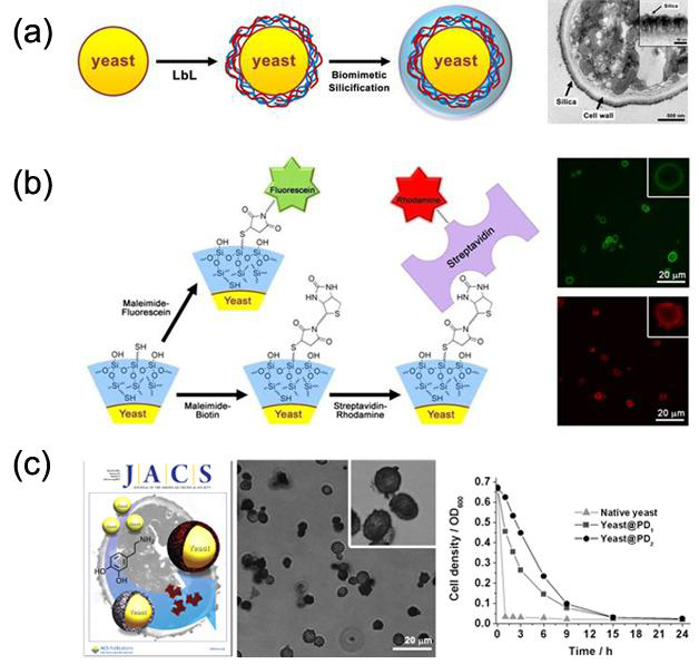 (a) 단일효모 세포에 실리카 인공껍질을 도입하는 방법과 효모@실리카의 TEM 사진, (b) 실리카 표 면에 황화수소 작용기를 도입하여, 형광물질이나 스트렙타비딘(streptavidin)을 도입하는 방법과 플루오레센 (fluorescein)과 로다민(rhodamine)이 도입된 실리카 껍질을 보여주는 공초첨 현미경 사진. (c) 단일효모 세 포를 홍합의 접착 단백질을 모방한 폴리도파민으로 캡슐화한 2011년 Journal of the American Chemical Society의 표진 사진