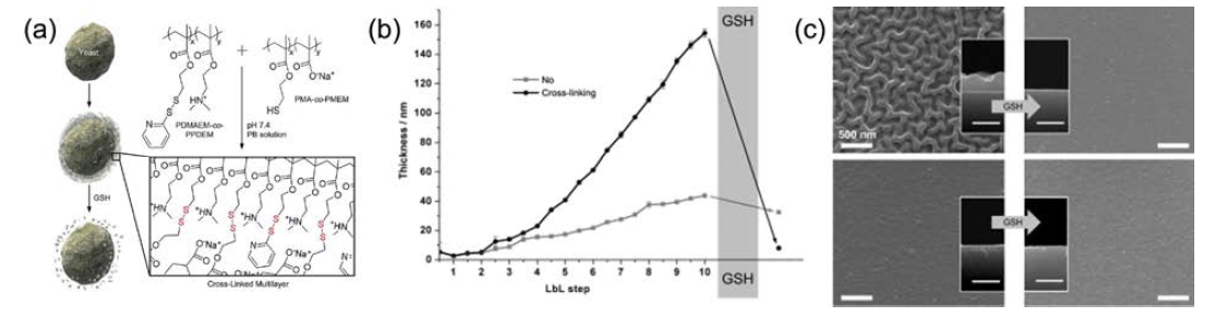(a) PDMAEM-co-PPDEM와 PMA-co-PMEM의 구조와 이황화결합 후의 구조. 그리고 세포를 캡 슐화 하는 과정을 나타낸 모식도. (b) 가교결합이 가능한 고분자 박막과 불가능한 고분자 박막의 LbL 횟수에 따른 두께 증가를 일렙소미터로 측정한 그래프. (c) 가교결합이 가능한 고분자 박막(위)과 불가능한 고분자 박막(아래)을 전자현미경으로 표면과 단면을 관찰한 사진.