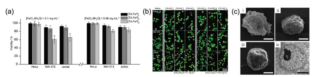 (a) 타닌산(TA)-FeIII으로 캡슐화한 자궁경부암세포(HeLa), NIH 3T3 세포, Jurkat 세포의 생존력을 측정한 그래프. (b) 각각의 동물세포는 타닌산으로 1, 2, 3회 캡슐화 한 후, MTT assay를 통하여 세포의 생 존력을 형광으로 보여준 공초점 현미경 이미지. (c) (i) HeLa@[TA-FeIII]3, (ii) NIH@[TA-FeIII]3, (iii) Jurkat@[TA-FeIII]3의 전자현미경 이미지. (iv) HeLa@[TA-FeIII]3의 전자투과현미경 이미지. 사진의 축적은 5 μm이다.