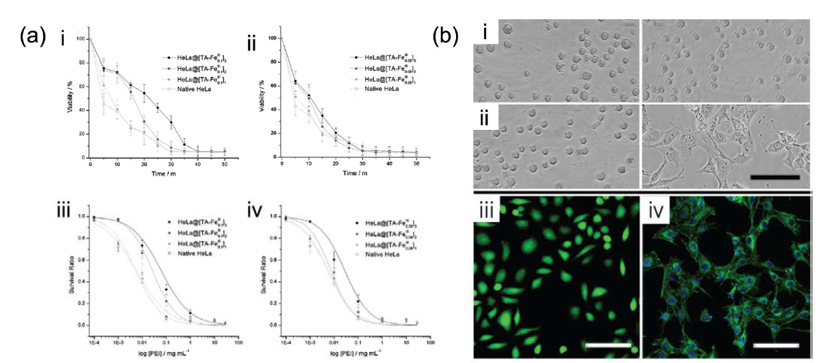 (a) (i) HeLa@[TA–FeIII0.1]n와 (ii) HeLa@[TA–FeIII0.06]n (n = 1, 2, 3) 자외선-C를 조사하였을 때, 세포의 생존력을 나타낸 그래프. (iii) HeLa@[TA–FeIII0.1]n와 (iv) HeLa@[TA–FeIII0.06]n (n = 1, 2, 3)을 PEI에 노출시켰을 때, 세포의 생존력을 나타낸 그래프. (b) (i) HeLa@[TA–FeIII0.1]3을 배양 접시에 뿌린 바 로 직후, 그리고 96 시간이 지난 후(오른쪽)의 광학 이미지. (ii) HeLa@[TA–FeIII0.1]3을 배양 접시에 뿌린 바 로 직후, 그리고 0.5 mM EDTA의 존재 하에서 96 시간이 지난 후(오른쪽)의 광학 이미지. (iii) 96시간 후에 Live/Dead® cell viability assay 결과를 보여주는 공초점 현미경 이미지와 (iv) F-actin을 phalloidin (녹색)으로, 핵을 DAPI (파란색)으로 염색한 공초점 현미경 이미지.