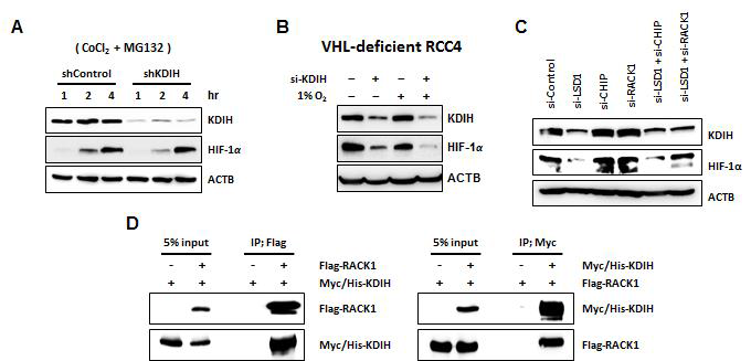 KDM1A에 의한 HIF-1a 단백질 양 조절은 RACK1 의존적 단백질 소멸 기전의 조절에 의 한 것임.