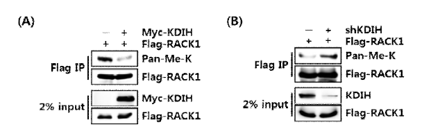 RACK1상의 메틸화 정도가 KDM1A에 의존적임