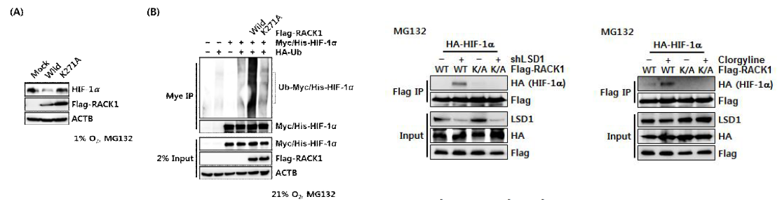 KDM1A를 통한 RACK1K271me2의 디메틸화가 RACK1과 HIF-1a의 물리결합을 강화시킴