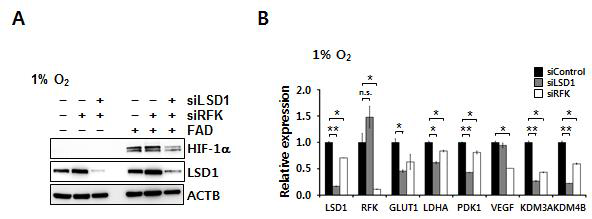 RFK KD에 의한 FAD 감소로 야기되는 HIF-1a 단백질의 감소