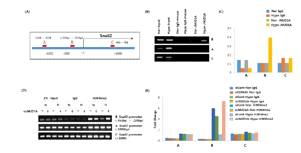 Snail2의 promoter에 JMJD1A가 결합하여 크로마틴 구조 변형을 유도함