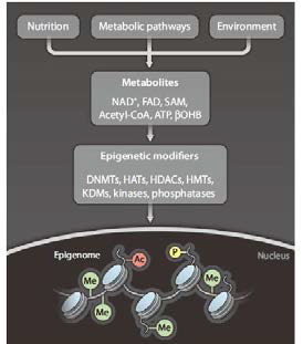 후성유전 인자 활성을 조절하는 대사 물질