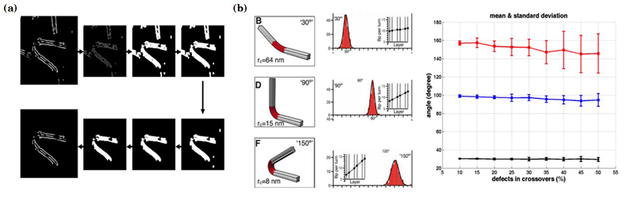 DNA 부메랑 구조물의 품질예측기술. (a) 자동화된 TEM 이미지 처리기술, (b) 교차결합부의 결함률에 대한 굽힘각 변화