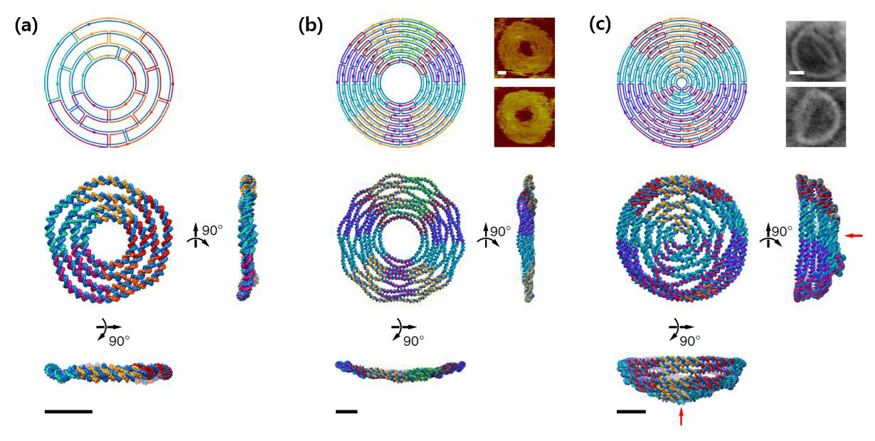DNA 나노구조물의 격자독립 설계기술의 예시 및 실험 결과.