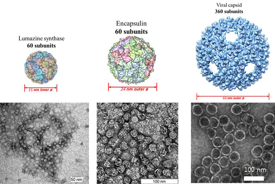 대량생산 가능한 3종의 단백질 나노입자의 구조적 특성과 전자현미경 사진들