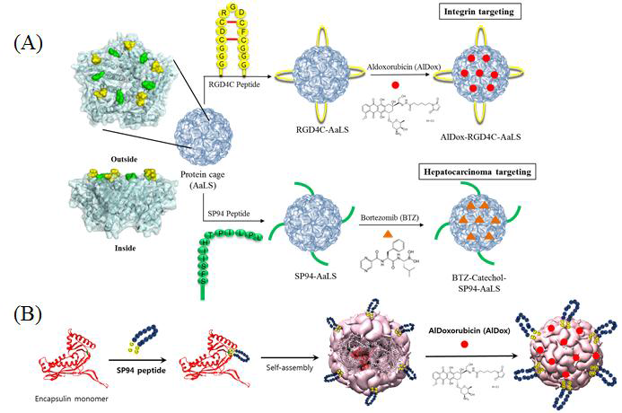 화학적, 분자생물학적 변형을 이용한 단백질 나노입자의 다기능성 부여
