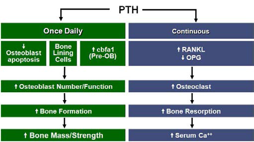 PTH Paradox. 투약 방법에 따라 anabolic effect와 catabolic effect가 반대로 나타나게 되며, 골다공증 치료에서는 low dose로 매일 투여하는 방법을 사용하여 osteoblast의 활성화를 도모하게 됨