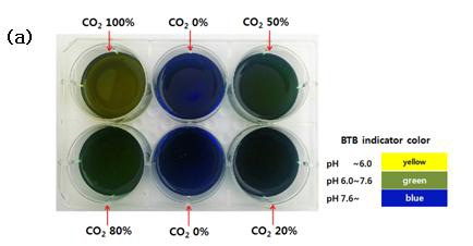BTB 용액을 이용하여 이산화탄소 농도 구배 조건을 확인함으로써 혼합가스의 조절 능력을 평가함.