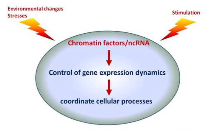 Control of gene expressionkinetics by chromatin factors and ncRNA upon environmental changes