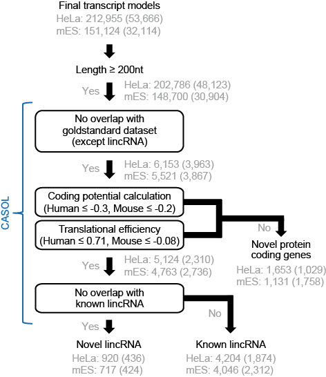 정확한 lncRNA 동정 workflow.