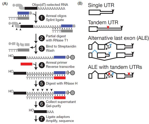 (A) PolyA-seq 프로토콜 [Jan et al. 2011]. (B) 다양한 3‘UTR isoform.