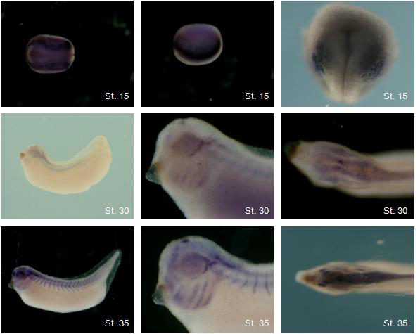 발생중인 Xenopus에서 Jarid2a의 발현 양상