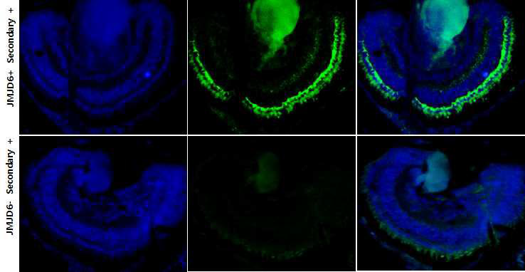 Xenopus 배아의 눈에서 jmjd6의 발현 양상 (NF stage 40)