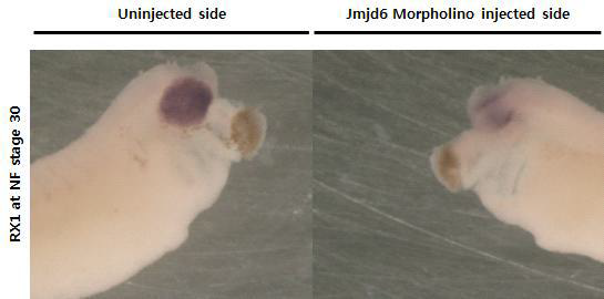 Jmjd6 morpholino가 미세주입된 배아에서 Rx1의 발현 양상