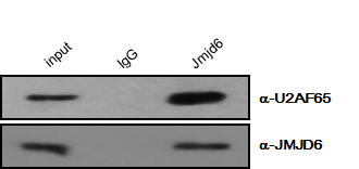 Xenopus 배아에서 Jmjd6와 U2AF65의 상호작용