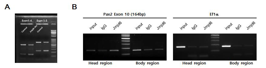 Jmjd6에 의한 pax2의 alternative splicing