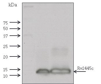 anti-Rv2445 antibody