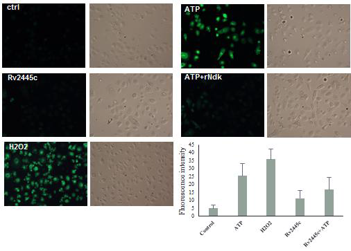 Rv2445c 단백의 활성 산소 억제능