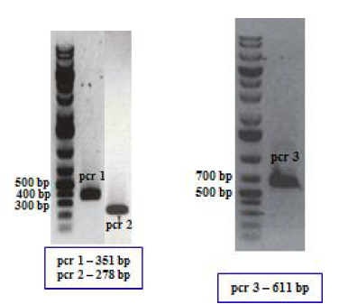 Rv2445c 결손돌연변이 구축을 위한 PCR