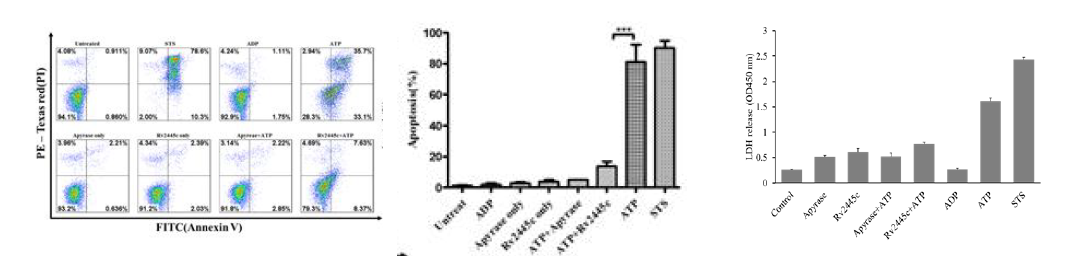Rv2445c에 의한 세포 외 ATP에 의해 유도되는 세포자멸사 억제 분석