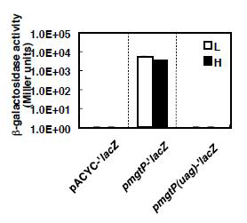 lacZ translational fusion vector를 이용해 mgtP의 번역확인