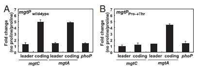 mgtP (proline->threonine) 치환균주가 proline limitation 조건에 반응하지 않음