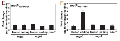 mgtP (proline->threonine) 치환균주가 threonine limitation 조건에 반응하게됨을 보여줌.