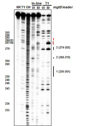 Inline probing (in-line)과 RNase T1을 사용한 chemical probing (T1)을 이용하여 mgtB leader RNA (W)와 stem-loop C 유전적 변형 leader RNA (M) 에서의 RNA 이차구조 결정함