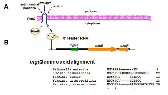살모넬라 mgtB 유전자의 5‘ 리더 RNA에 보존되어 있는 mgtQ의 존재