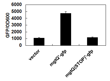 gfp translational fusion vector를 이용해 mgtQ의 번역확인