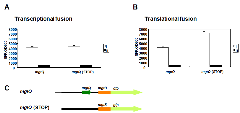 stop codon (TAG)를 도입함으로써 mgtQ 번역을 방해하는 mgtQ (STOP) 치환균주를 gfp plasmid 상에 제작함 (C). transcription fusion (A)과 translation fusion (B)을 제작하여 mgtQ 번역이 mgtB에 미치는 영향 분석.