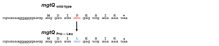 mgtQ (proline->leucine) 치환균주를 염색체상에 single nucleotide substitution을 통해 제작.