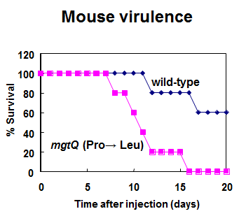 위. mgtQ (proline->leucine) 치환균주가 거대숙주세포에서 발현감소 아래. 거대숙주세포와 쥐 감염모델에서 병원성 증가