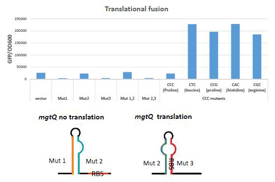 mgtB leader RNA 변이주와 그가 mgtB translation에 미치는 영향
