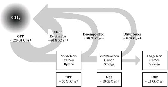 탄소 순환의 정량적 추정 모식도