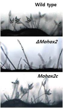 MoHOX2의 포자형성 기능