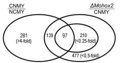 Microarray data: 포자생성 과정에서 야생형에서는 발현이 증가하지만, △Mohox2에서는 감소하는 유전자 개수