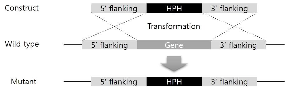 homology-dependent gene replacement 방법에 의한 형질전환.
