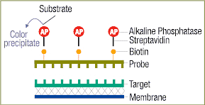Chromogenic detection of a biotin-labeled probe.
