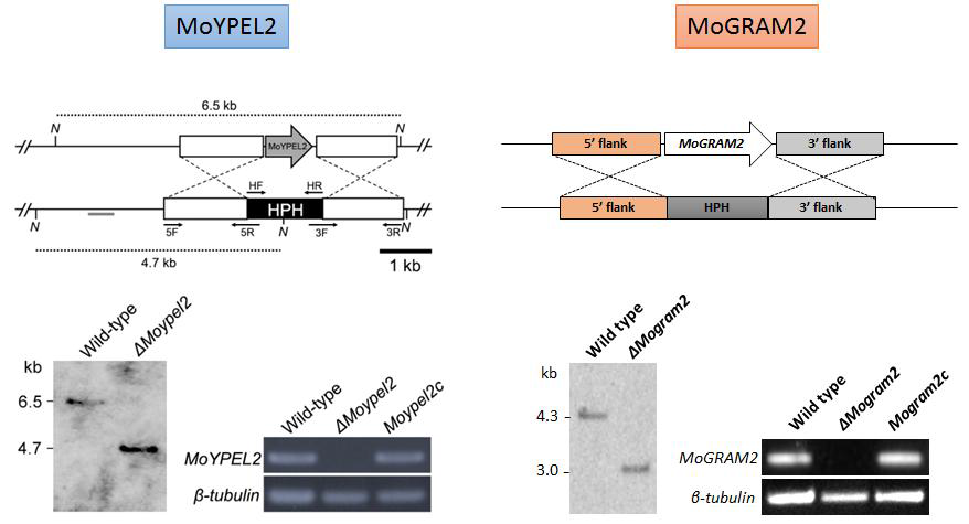 MoYPEL2와 MoGRAM2의 유전자결손돌연변이체 및 유전자복원형질체 생성
