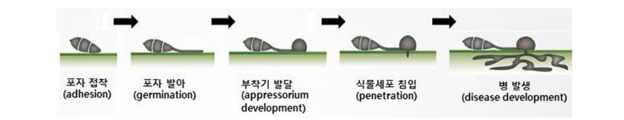 벼도열병균의 생활사.