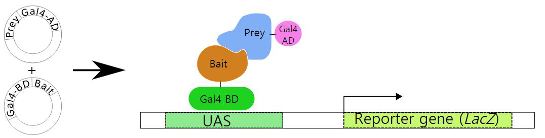 Yeast two hybrid system의 모식도.