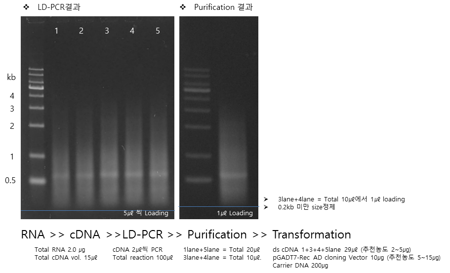 LD-PCR과 ds cDNA정제결과