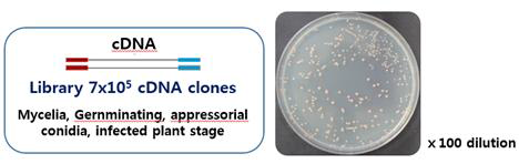 벼도열병균 yeast library 제작.